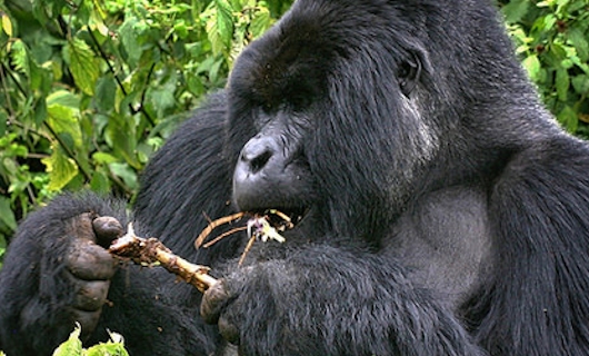 silverback-gorillas-Rwanda